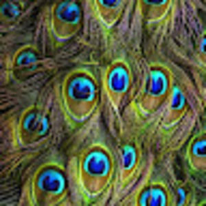 Meet your Posher, Gwen